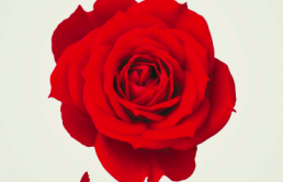 Szoci&aacute;ldemokrata &eacute;rt&eacute;kek Magyarorsz&aacute;gon